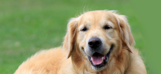 a public domain picture of a golden retriever by karen arnold